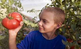 Growing your own tomatoes
