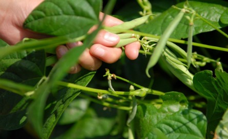 Plant a bean pyramid