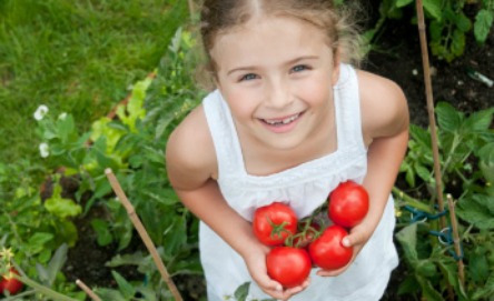 Grow your own tomatoes