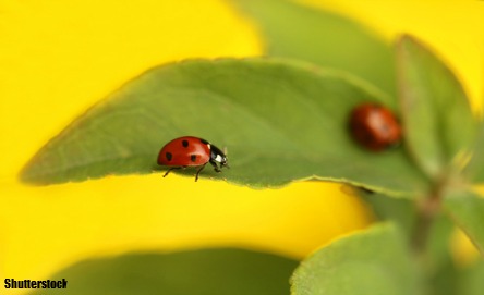 Bug watch