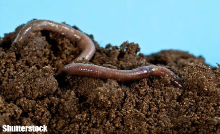Worm watch