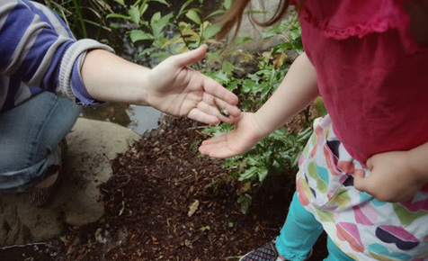 Go on a tadpole hunting adventure