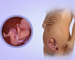 Your baby's progress - Week 21