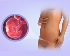 Your baby's development