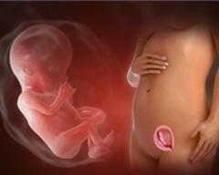 Baby's progress week 13