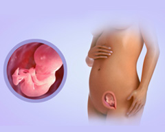 Your baby's progress - Week 14