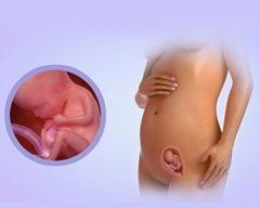 Your baby's progress - Week 15