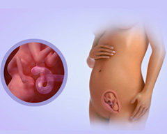 Your baby's progress - Week 17