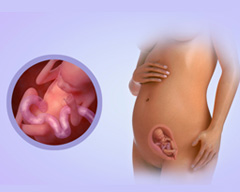 Your baby's progress - Week 18