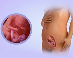 Your baby's progress - Week 20