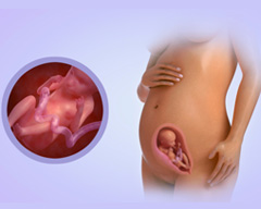 Your baby's progress - Week 22