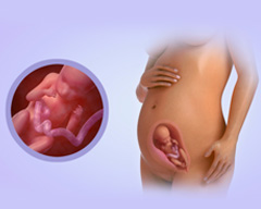 Your baby's progress - Week 23