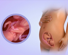Your baby's progress - Week 24