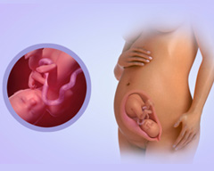 Your baby's progress - Week 26