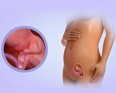 Your baby's progress - Week 27