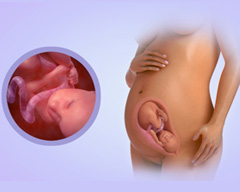 Your baby's progress - Week 28