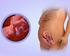 Your baby's progress - Week 29