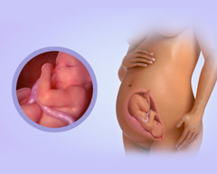 Your baby's progress - Week 31