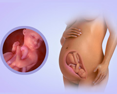 Your baby's progress - Week 32