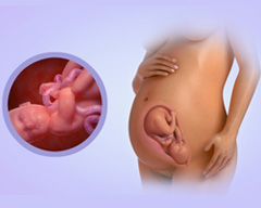 Your baby's progress - Week 33