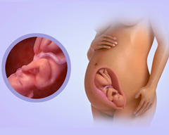 Your baby's progress - Week 34