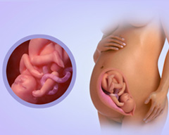 Your baby's progress - Week 36