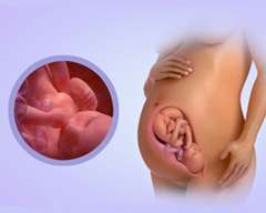 Your baby's progress - Week 37