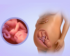 Your baby's progress - Week 40