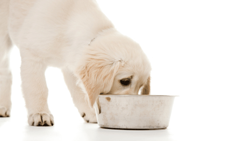10 people foods you should never feed your dog
