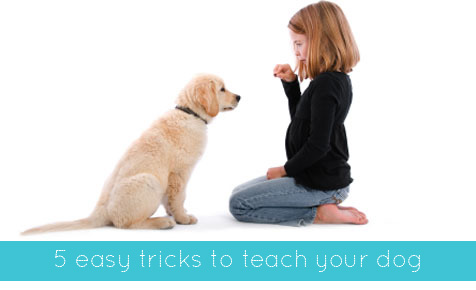 Dog training: teach your dog tricks