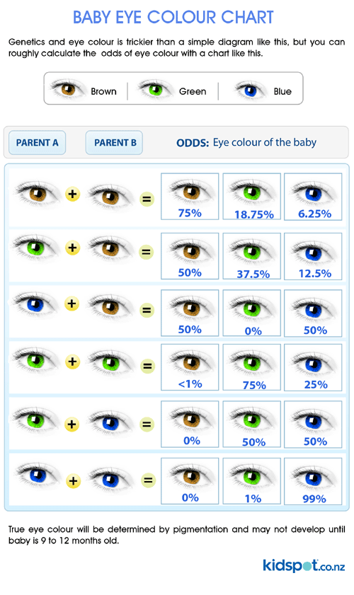 Brown Eye Blue Eye Genetics Chart