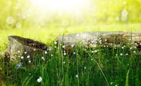 Picnic your cares away
